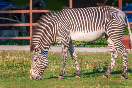 Grevy's zebra, lat Equus grevyi, also known as the imperial zebra eats green grass. Zebra portrait, Detail of head. Wild life animal.の写真素材