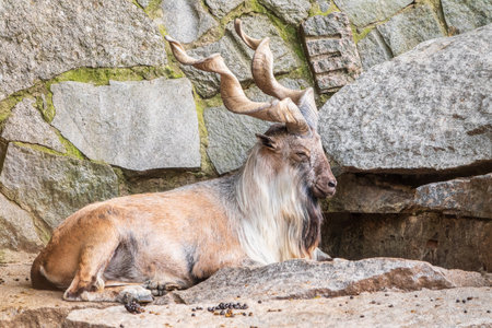 Markhor, Capra falconeri, wild goat native to Central Asia, Karakoram and the Himalayas standing on rock on blue sky background. Males have tightly curled, corkscrew-like horns, up to 160 cm longの写真素材