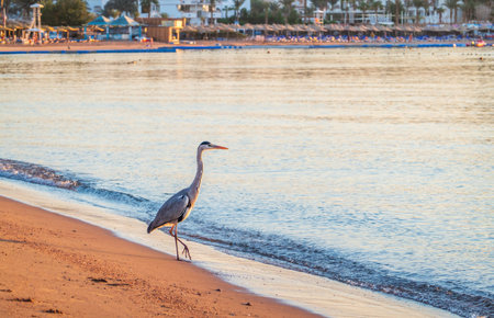 Gray heron fishing on the beach of the Red Sea. Naama Bay beach, Sharm El Sheikh, Egypt. Gray heron, Ardea cinereaの写真素材