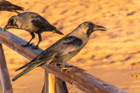 The brown-necked raven (Corvus ruficollis) sitting on a wooden fenceの写真素材