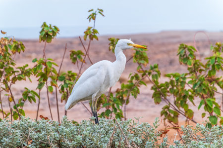 Western cattle egret (Bubulcus ibis) in winter plumage hunting for insects on the lawn.の写真素材