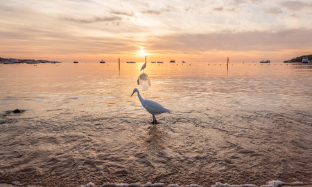 Great egret (Ardea alba), a medium-sized white heron fishing on the sea beach. White heron on the huntの写真素材