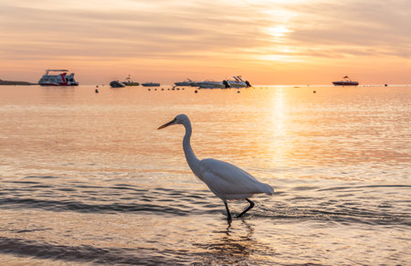 Great egret (Ardea alba), a medium-sized white heron fishing on the sea beach. White heron on the huntの写真素材