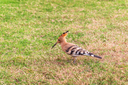 Eurasian hoopoe or Common hoopoe (Upupa epops) bird close-up on natural green grass background. Early morning light on a Eurasian Hoopoe searching for food on a green grass lawnの写真素材