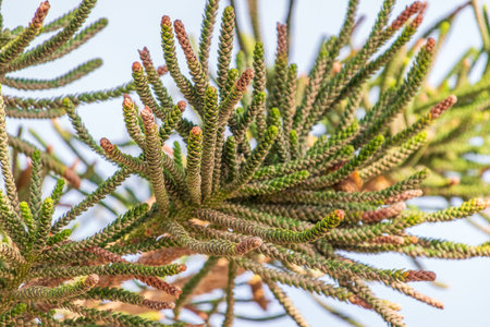 Needles of evergreen tree Araucaria araucana,commonly called the Monkey Puzzle Tree, Monkey Tail Tree, Pewen or Chilean Pineの写真素材