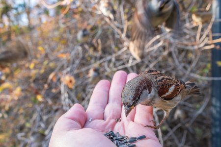 Sparrow eats seeds from a man's hand. A Sparrow bird sitting on the hand and eating nuts.の写真素材