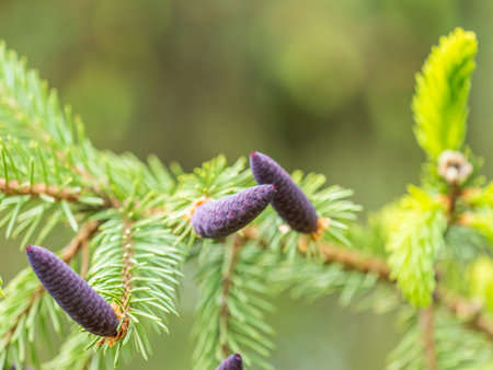 A young female cone of ordinary spruce, it is pink and its scales invitingly open in anticipation of pollen. Young cones of a Blue Spruce. Young fir cone on the fir tree branch in spring.の写真素材