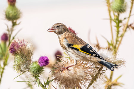 European goldfinch with juvenile plumage, feeding on the seeds of thistles. Juvenile European goldfinch or simply goldfinch, latin name Carduelis carduelis, Perched on a Branch of thistleの写真素材