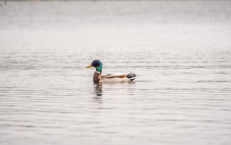 Duck swims in the pond in the rain. Portrait of a male duck on the water. Mallard, lat. Anas platyrhynchos, maleの写真素材