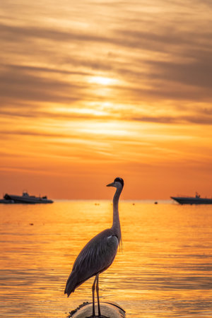 A heron hunting in the sea in the sunset or sunrise light. Gray heron on the hunt. Gray heron, Ardea cinereaの写真素材