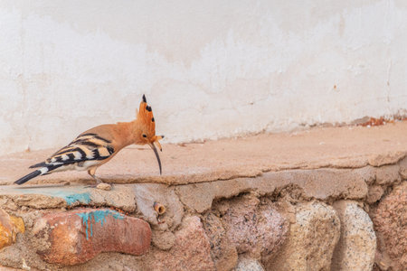 Eurasian hoopoe or Common hoopoe (Upupa epops) bird close-up on the ground. Early morning light on a Eurasian Hoopoe searching for food on the groundの写真素材