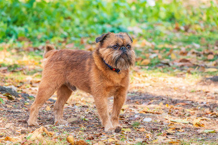 Brussels Griffon for a walk in the park. Funny brussels griffon dog walking on leaves at sunny day in forestの写真素材