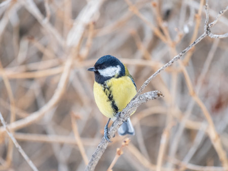 Cute bird Great tit, songbird sitting on the branch with blurred background. Parus majorの写真素材
