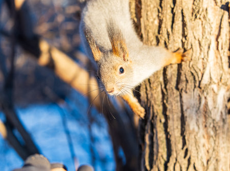 Portrait of a squirrel on a tree trunk. A curious red squirrel peeks out from behind a tree trunkの写真素材