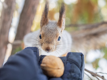 Squirrel in the winter eating nuts from a man's hand. Caring for animals in winter or autumn....