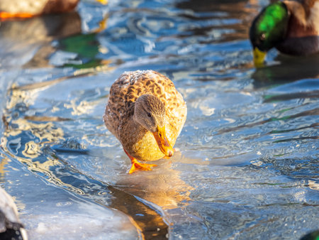 Flock of ducks playing and floating on winter ice frozen city park pond. Birds in winter gulls, ducks swim in a partly frozen lakeの写真素材