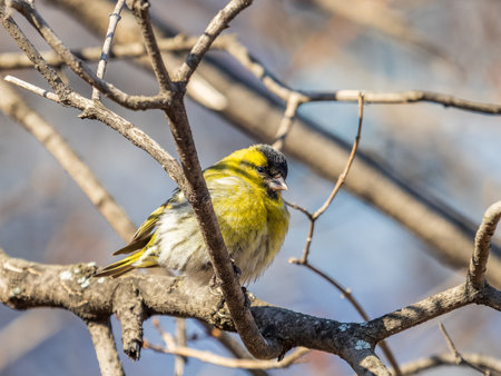 Eurasian siskin male, latin name spinus spinus, sitting on branch of tree. Cute little yellow songbird. Bird in wildlife.の写真素材