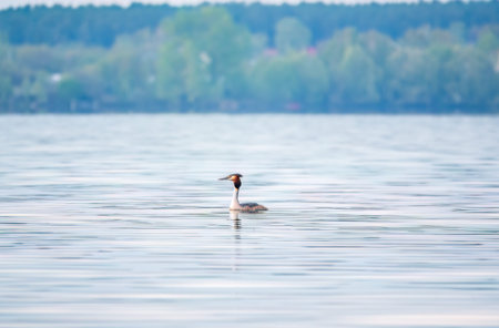The waterfowl bird Great Crested Grebe swimming in the calm lake. The great crested grebe, Podiceps cristatus, is a member of the grebe family of water birds.の写真素材