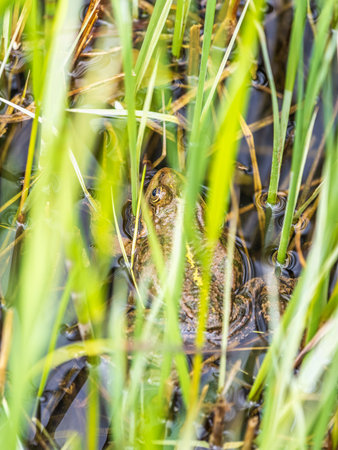 A large green frog with puffy cheeks sits in the marsh.の写真素材
