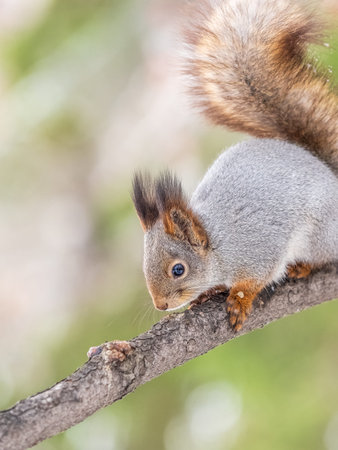 The squirrel with nut sits on tree in the winter or late autumn. Eurasian red squirrel, Sciurus...