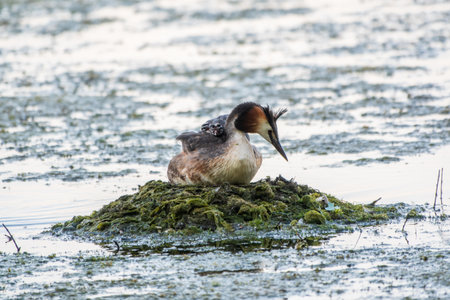 Great Crested Grebe, Podiceps cristatus, water bird sitting on the nest, nesting time on the green lake, bird in the nature habitat. Elegant waterbird in the family Podicipedidae nesting on lake.の写真素材