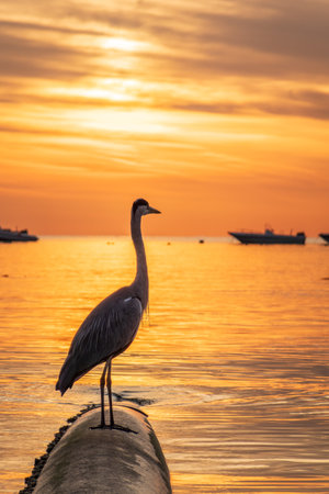 A heron hunting in the sea in the sunset or sunrise light. Gray heron on the hunt. Gray heron, Ardea cinereaの写真素材