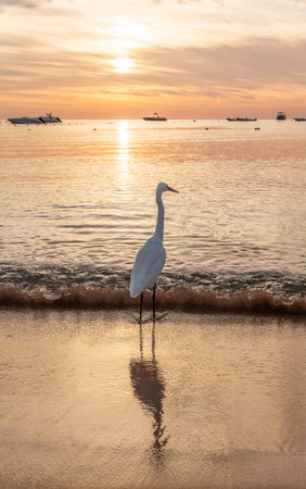 Great egret (Ardea alba), a medium-sized white heron fishing on the sea beach. White heron on the huntの写真素材