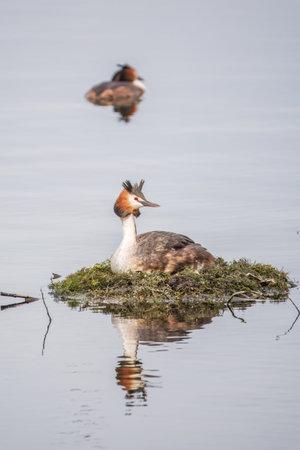 Great Crested Grebe, Podiceps cristatus, water bird sitting on the nest, nesting time on the green...