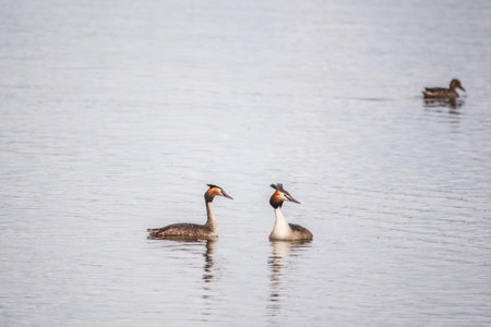 Two Great Crested Grebes swim in the lake. The great crested grebe, Podiceps cristatus, is a member of the grebe family of water birds.の写真素材