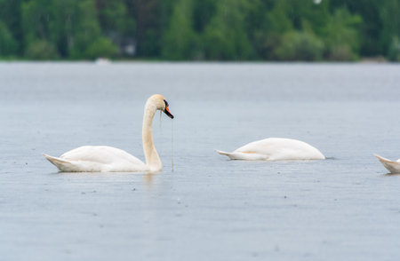 Two Graceful white Swans swimming in the lake, swans in the wild. The mute swan, latin name Cygnus olor.の写真素材