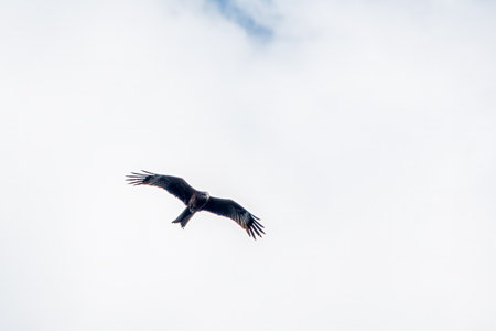 The bird of prey Black Kite flying in blue Sky. The black kite, Milvus migrans, is a medium-sized bird of prey.の写真素材