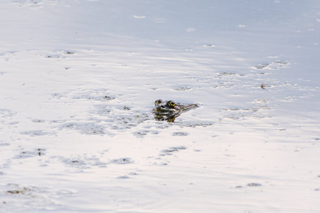 A large green frog with puffy cheeks sits in the marsh.の写真素材