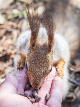 A squirrel in the spring or autumn eats nuts from a human hand. Eurasian red squirrel, Sciurus vulgaris.の写真素材