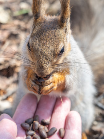 A squirrel in the spring or autumn eats nuts from a human hand. Eurasian red squirrel, Sciurus vulgaris.の写真素材