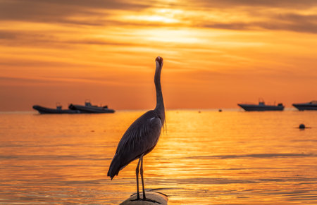 A heron hunting in the sea in the sunset or sunrise light. Gray heron on the hunt. Gray heron, Ardea cinereaの写真素材