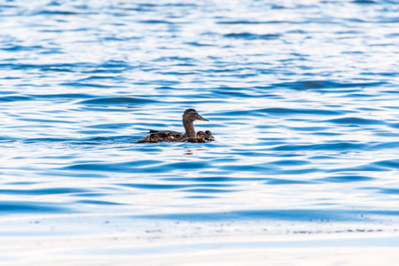 A family of ducks, a duck and its little ducklings are swimming in the water. The duck takes care of its newborn ducklings. Ducklings are all included. Mallard, lat. Anas platyrhynchosの写真素材