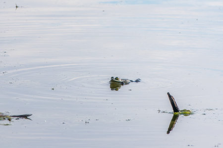 A large green frog with puffy cheeks sits in the marsh.の写真素材