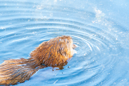 Muskrat, Ondatra zibethicuseats swiming at the surface of the lake water. Ondatra zibethicus, water rodent in natural habitat.の写真素材