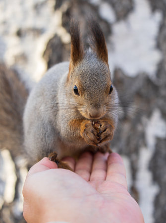 A squirrel in the autumn eats nuts from a human hand. Eurasian red squirrel, Sciurus vulgaris.の写真素材
