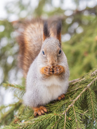 The squirrel with nut sits on tree in the winter or late autumn. Eurasian red squirrel, Sciurus vulgaris.の写真素材
