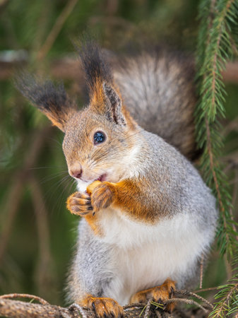 The squirrel with nut sits on tree in the winter or late autumn. Eurasian red squirrel, Sciurus vulgaris.の写真素材