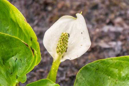 White Calla flower with their typical yellow-orange spadix. Calla or bog arum, marsh calla, wild calla, squaw claw, and water-arumの写真素材
