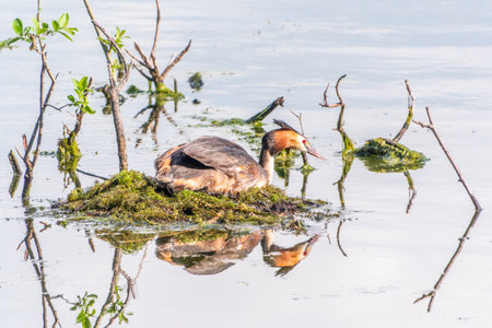 Great Crested Grebe, Podiceps cristatus, water bird sitting on the nest, nesting time on the green lake, bird in the nature habitat. Elegant waterbird in the family Podicipedidae nesting on lake.の写真素材