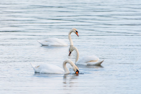 Graceful white Swans swimming in the lake, swans in the wild. The mute swan, latin name Cygnus olor.の写真素材
