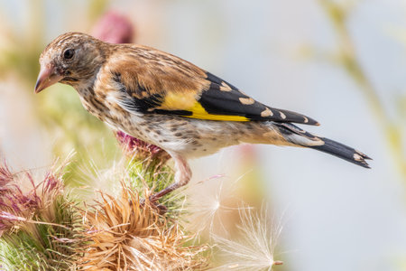 European goldfinch with juvenile plumage, feeding on the seeds of thistles. Juvenile European...