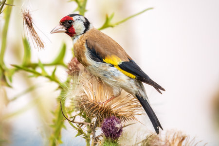 European goldfinch, feeding on the seeds of thistles. European goldfinch or simply goldfinch, latin name Carduelis carduelis, Perched on a Branch of thistleの写真素材