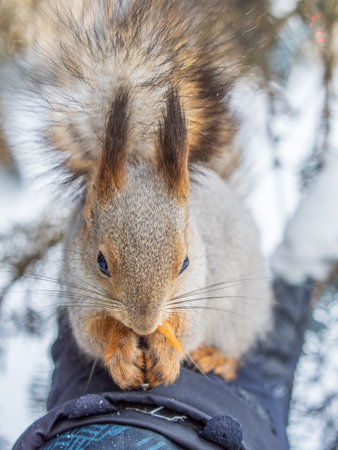 Squirrel in the winter eating nuts from a man's hand. Caring for animals in winter or autumn....
