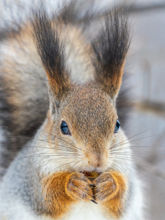 The squirrel with nut sits on tree in the winter or late autumn. Eurasian red squirrel, Sciurus...