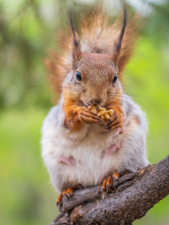 The squirrel with nut sits on a branches in the spring or summer. Eurasian red squirrel, Sciurus vulgarisの写真素材