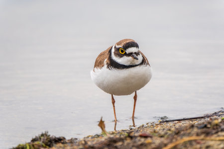 Little ringed plover in natural habitat. Portrait of Little ringed plover, bird standing on lake...